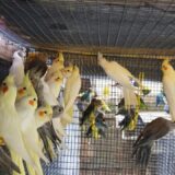 MY NATURAL AVIARY OF COCKATIEL BIRDS!! Secret to A Successful Cockatiel bird Breeding!!