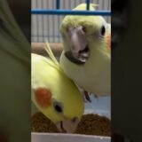 Sunflower seeds feeding to cockatiels #cockatiel #birds #parrot #parrotvideo