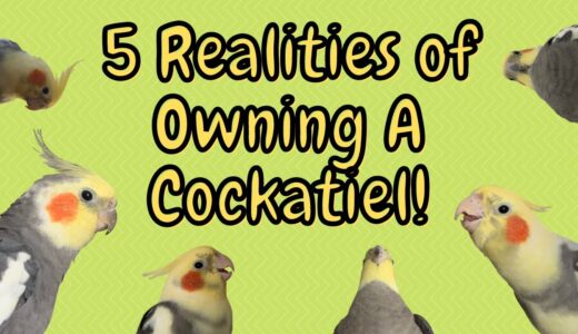 5 Realities of Keeping A Cockatiel | TheParrotTeacher