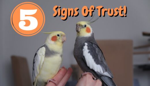 5 Signs Your Cockatiel Trusts You! | TheParrotTeacher