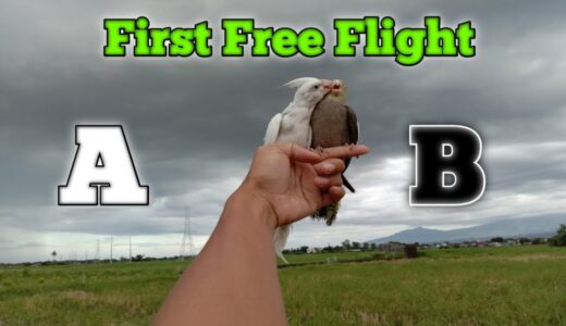 Cockatiel Free Flight