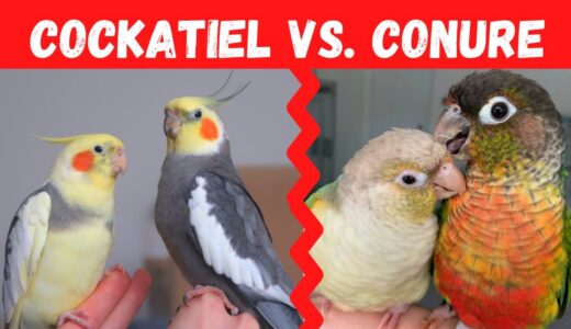 Cockatiel vs. Conure: Which Bird Should You Choose? | BirdNerdSophie