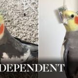 Cockatiel whistles chart songs after being rescued by family