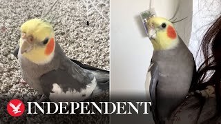 Cockatiel whistles chart songs after being rescued by family