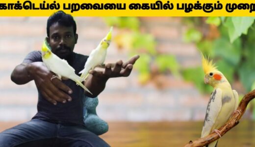 How to tame cockatiel bird in tamil| how to training cockatiel bird