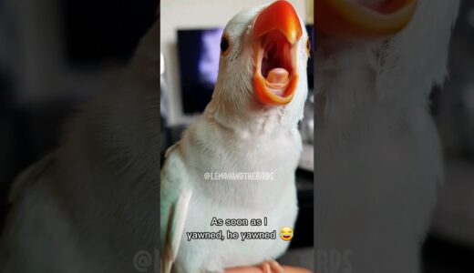 Yawns are contagious? #birds #parrot #shorts #funnyanimal #pets #parrots #bird #cockatiel