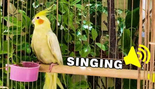 Mati cockatiel bird singing in nature 🦜