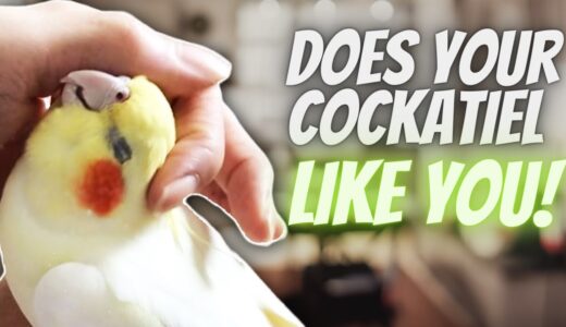 10 Signs That Your Cockatiel Likes You