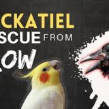 Cockatiel rescue from Crows | कव्वे का कोकेटियल पर हमला | How to Rescue & Take Care of Injured Birds