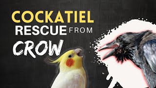 Cockatiel rescue from Crows | कव्वे का कोकेटियल पर हमला | How to Rescue & Take Care of Injured Birds