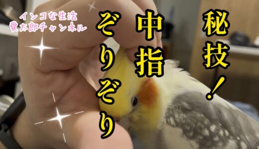 【面白いインコ動画】オカメインコを魅了する父ちゃんの指テクをご紹介！