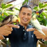 COCKATIEL BIRD FARMING│Inside the most successful Cockatiel aviary, Raising Cockatiel birds at home!