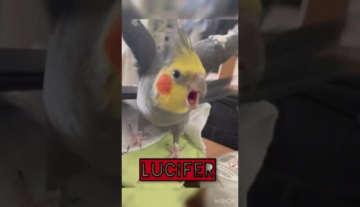 Belial. Behemoth. Beelzebub. Asmodeus. Satanas. Lucifer …. Cockatiel! 🦜