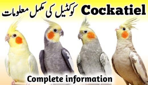 Cockatiel Birds Breeding Tips | Cockatiel Bird Food, Box and Cage Size | Cocktail Parrot Male Female