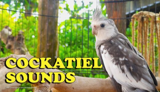 Cockatiel Sounds – Nono The Male White-Faced Cockatiel