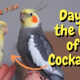 Day in the Life of a Cockatiel! | BirdNerdSophie