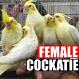 FEMALE COCKATIELS-Female Cockatiel Singing-Female Cockatiel