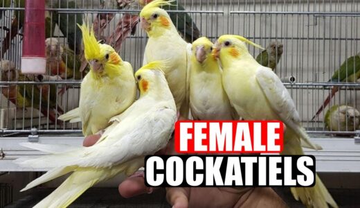 FEMALE COCKATIELS-Female Cockatiel Singing-Female Cockatiel