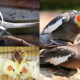 How to pair Cockatiel in one day | how to pair cockatiel in tamil #cockatiel #cockatielbreedingtips