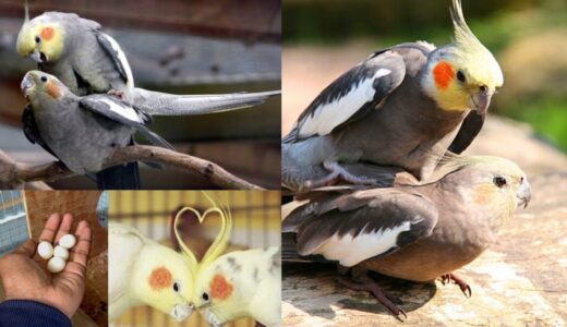 How to pair Cockatiel in one day | how to pair cockatiel in tamil #cockatiel #cockatielbreedingtips