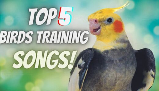 TOP 5 PARROT TRAINING SONGS | Whistle Training Teach Your Cockatiel to Sing