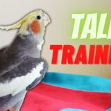 Unlocking the Secrets of Teaching Your Cockatiel to Speak!