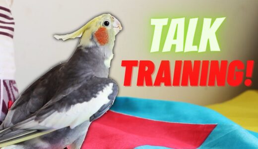 Unlocking the Secrets of Teaching Your Cockatiel to Speak!