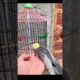 Cockatiel bird mar gea 😭