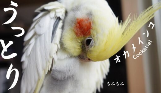 とにかく可愛いからみて？べた慣れオカメインコ｜cockatiel｜Parakeet｜Parrot｜Healing video｜