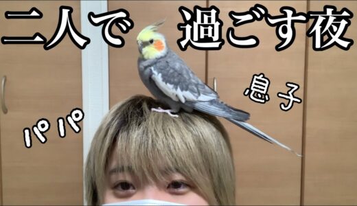 【ママが居ない夜】男同士で好き勝手しちゃおう♪【オカメインコ】