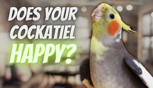 5 Ways to tell if your cockatiel is happy