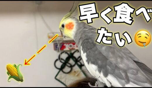 好物のモロコシを早く食べたくてキッチンまで着いてきちゃう女将【オカメインコ】