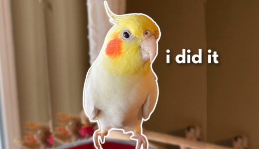 Clyde the Cockatiel Finally Achieved Something Unexpected…Wait ‘Til You See What He Did!