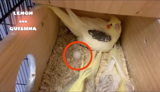Cockatiel Starts Laying Eggs Again After Having Just Weaned 2 Babies