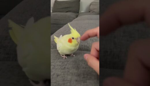 Cockatiel Walking Towards Scritches