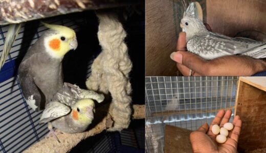 Cockatiel breeding tips | Cockatiel breeding tips in tamil |#cockatiel #cockatielbreedingtips#birds