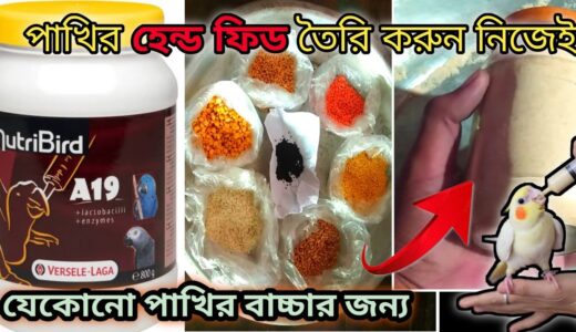 How To Make Best Hand Feeding Formula at Home For Cockatiel, Love bird, Sun Conur, Finch, Parrot
