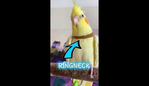 Turning A Cockatiel into A Ringneck Just Needs 1 Sec