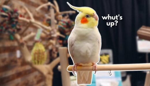 Watch Me Survive My Crazy First Week with Clyde the Cockatiel!