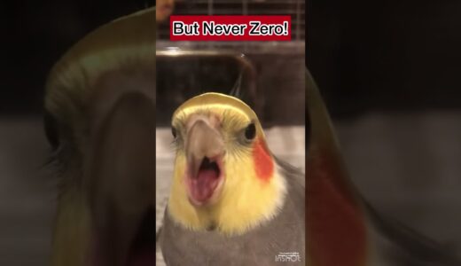 The chances of getting killed by a cockatiel are low…