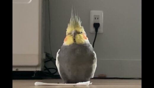 充電中のオカメインコ