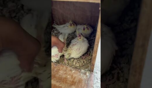 💥இத கண்டிப்பா பண்ணுங்க💥😍|Cockatiel breeding tips #cockatiel #cockatielbreeding#cockatielcare