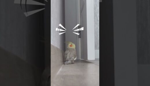 Female Cockatiel CALLING MALE 😀 Cockatiel Flock Call | Cockatiel Sounds | Cockatiel Bird #Shorts