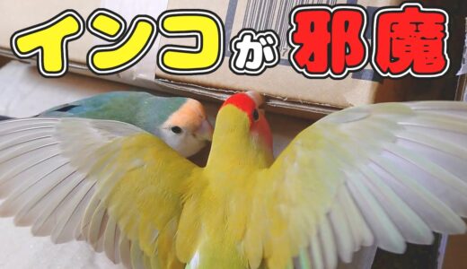 3羽それぞれの性格│コザクラとオカメインコ