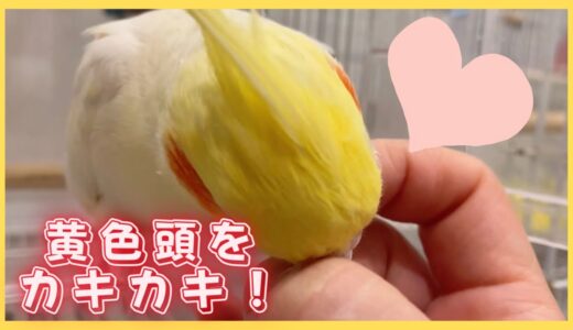 【オカメインコ】だいすきなカキカキ