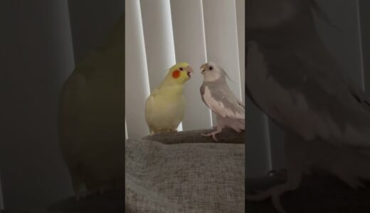 Cockatiel Attempting First Kiss