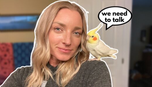 Conversations With a Cockatiel
