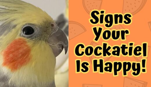 Signs Your Cockatiel Is Happy! | TheParrotTeacher