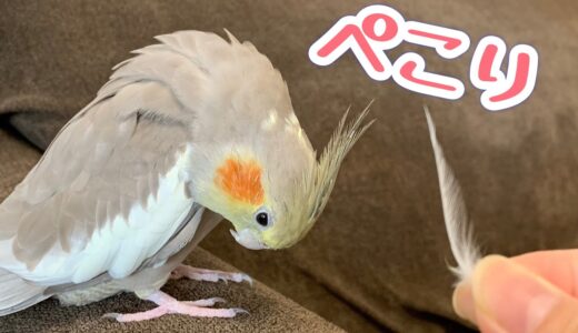 冠羽が落ちていたよ♡可愛い落とし物vol.307#オカメインコ#cockatiel#換羽