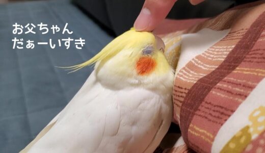 魔法使いになったお父ちゃん　オカメインコ